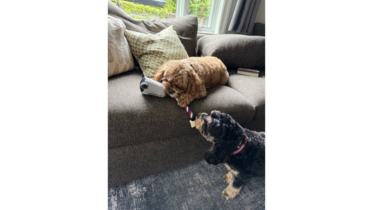 Are Premium Dog Toys Worth It: A Value Analysis