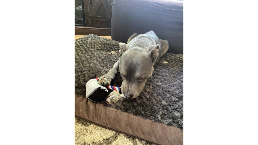 Haute Diggity Dog Alternatives: Premium Plush Toys Compared